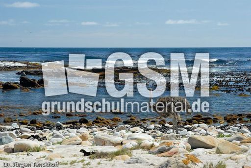 Strauss (8 von 11).jpg